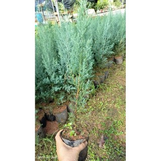 Cây giống hoàng đàn tuyết lạng Sơn cây cao 40 50 cm