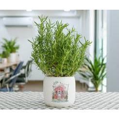 Hạt giống cây Hương Thảo, cây rosemary