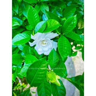 Cây lài tiểu thơ chưa hoa