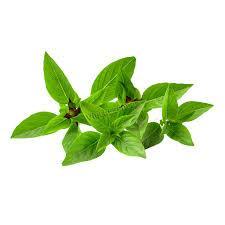 Hạt giống rau húng quế Phương Nam