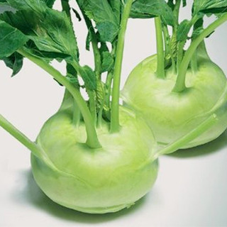 Hạt giống Su Hào Xanh