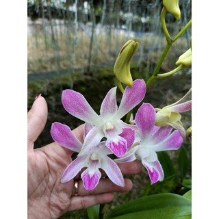 Denro nắng 4N cây tơ mướt