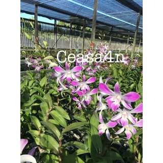 Denro nắng 4N cây tơ mướt