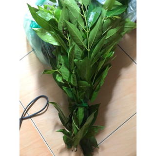[Hà Nội] Lá vối tươi - Ship hoả tốc Hà Nội