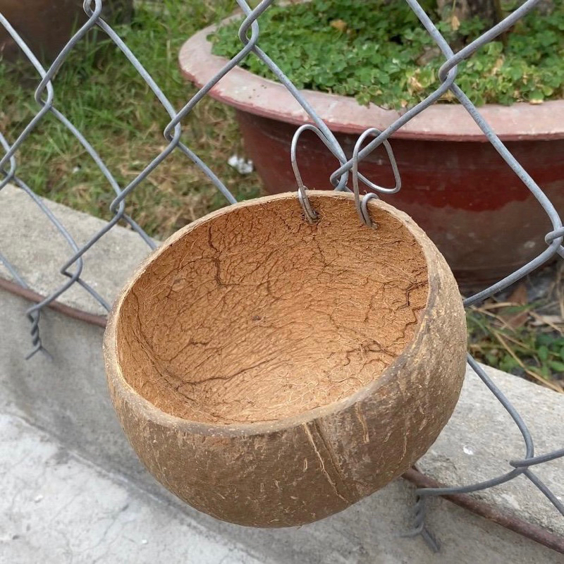 Gáo Dừa Cho Gà Ăn, Gáo Dừa Để Nước Uống Cho Gia Cầm - Phụ Kiện Gà