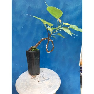 Cây bồ đề đỏ bonsai gốc già thuần chậu