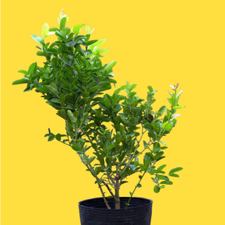 CÂY SIRO, CÂY SI RO 1.5 Năm Tuổi Cao 50cm