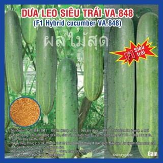 Hạt giống dưa leo siêu trái F1 VA848 10gram - dễ trồng dễ chăm sóc