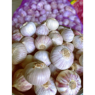 Tỏi cô đơn,loại lớn số 2,lựa kĩ(làm tỏi đen).