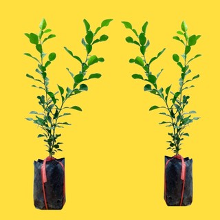 2 CÂY CHÚC GIỐNG VÙNG BẢY NÚI AN GIANG Y HÌNH (CÂY TRÚC GIỐNG) CAO 30-35CM
