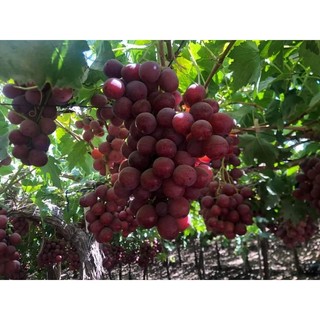 Cây Nho Chile (Red Globe)