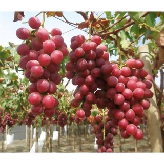 Cây Nho Chile (Red Globe)