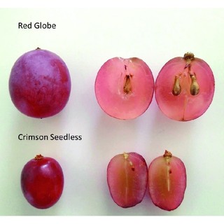 Cây Nho Chile (Red Globe)