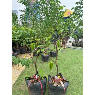 Cây khế chua nhật,khế chua, khế ngọt cây đang hoa hoặc quả nhỏ
