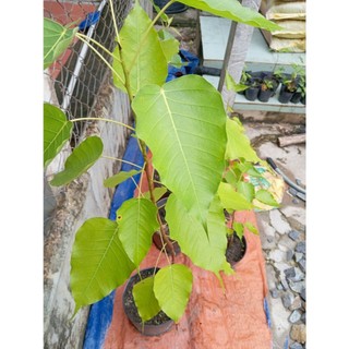 Cây Bồ Đề Phật Giáo (chuẩn giống)