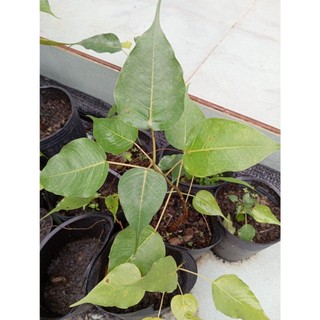 Cây Bồ Đề Phật Giáo (chuẩn giống)