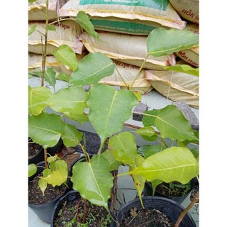 Cây Bồ Đề Phật Giáo (chuẩn giống)