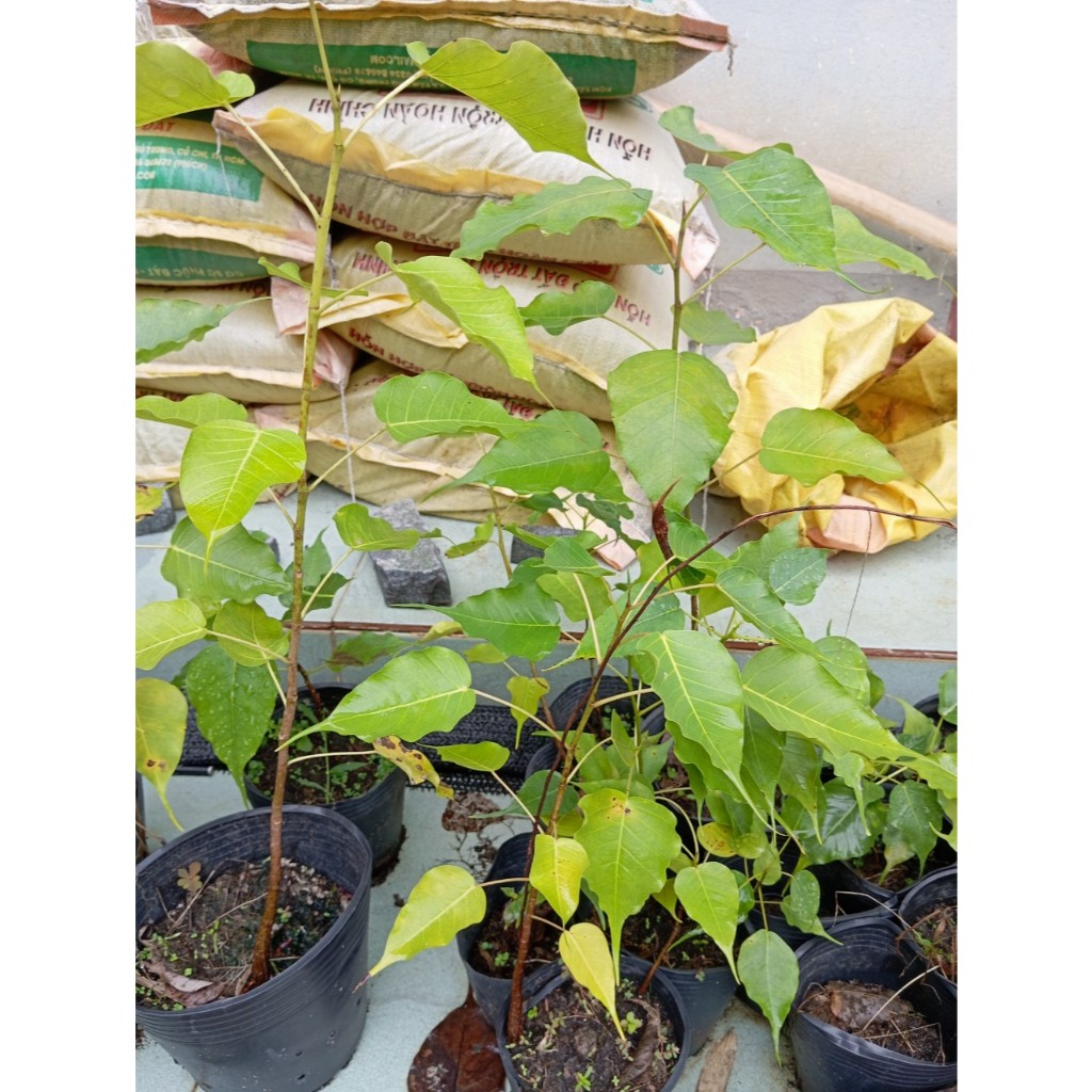 Cây Bồ Đề Phật Giáo (chuẩn giống)
