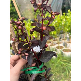 Chậu cây Tường Vi trắng huyết long ưa nắng trang trí vườn