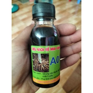Kích rễ mai vàng a01