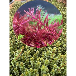 20 cây Vảy Ốc Đỏ bò - Rotala Rotundifolia Red - Tiền cảnh - Trung cảnh