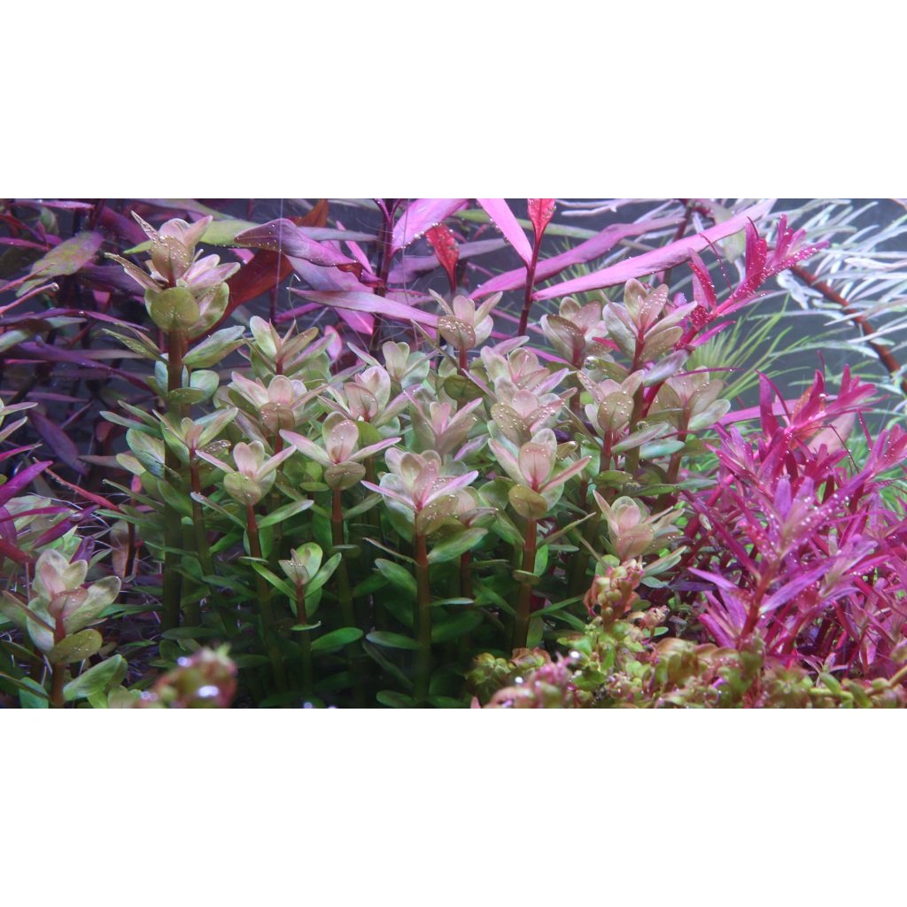 10 ngọn Vảy Ốc Ấn Độ - Rotala Indica