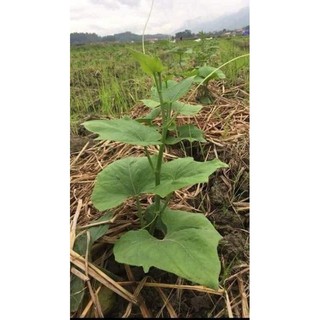 com bo 2  quả giố.ng su su đã  sẵn bầu mầm ảnh cuối