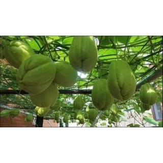 com bo 2  quả giố.ng su su đã  sẵn bầu mầm ảnh cuối