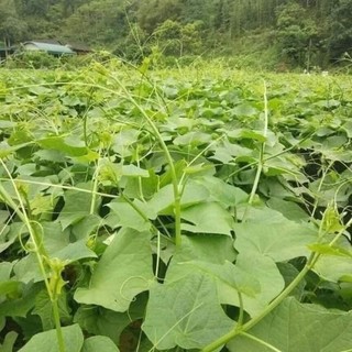 Cây quả giống su su