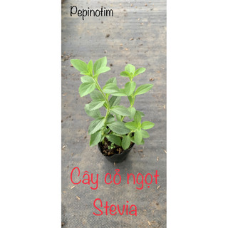 Combo 10 Cây cỏ ngọt trà cỏ ngọt Stevia nhỏ dễ trồng nhanh phát triển, độ ngọt cao, không calo, cây thảo dược gần gũi