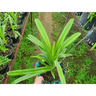 HOA LAN KIẾM PHAN TRÍ   (RẺ VÔ ĐỊCH )