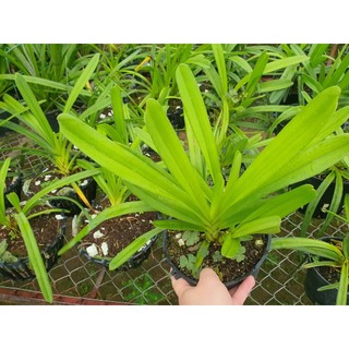 HOA LAN KIẾM PHAN TRÍ   (RẺ VÔ ĐỊCH )