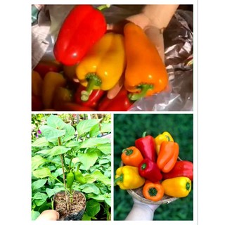 Combo 03  cây ỚT BABY NGỌT màu Cam + Đỏ + Vàng đang hoa ( chuẩn giống)
