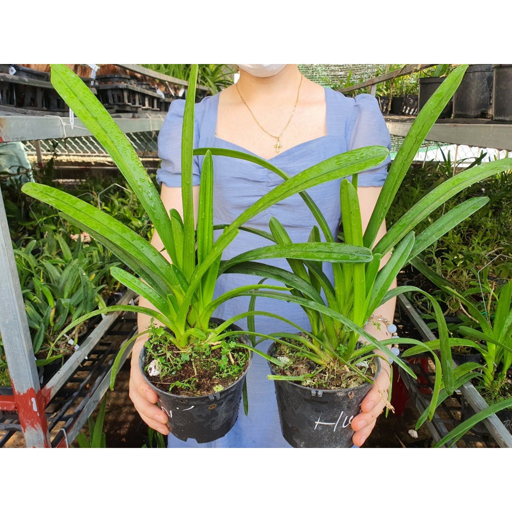 Kiếm Phan Trí Chậu trưởng  Thành