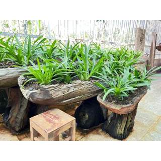 Kiếm Phan Trí Chậu trưởng  Thành