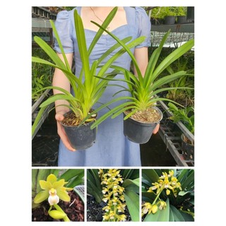 Kiếm Phan Trí Chậu trưởng  Thành