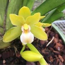 Kiếm Phan Trí Chậu trưởng  Thành