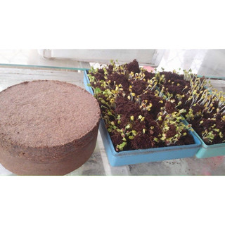 VIÊN NÉN MỤN XƠ DỪA TRỒNG RAU,HOA CÂY CẢNH (1 viên)