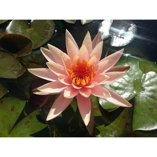 Hoa Màu Vàng Cá Hồi( Cam Cà Rốt)