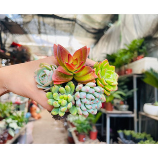 ☘️ sen đá size vỉ các mẫu siêu xinh☘️ sen đá vỉ size 3-5cm, sen đá phong thuỷ
