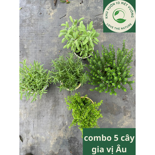  Cây Gia Vị Âu: Hàm hương hương thảo xạ hương oải hương kinh giới cay -cây hương thơm ngát 