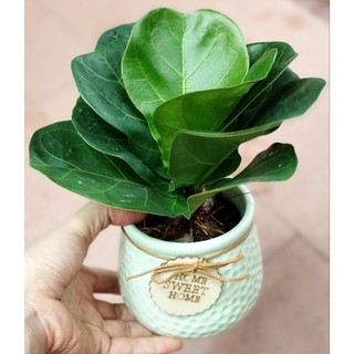 Cây bàng Singapore size mini để bàn