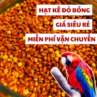 1 Kg Hạt kê đỏ bóng Thức ăn dành cho chim cảnh gà đá, vẹt, hamster và các dòng chim sẻ