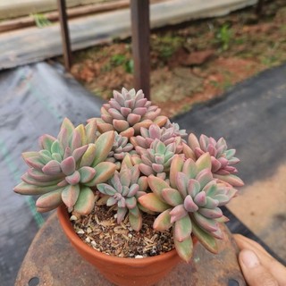 Sen đá mai tím cổ thụ Đà Lạt