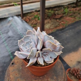 Sen đá hồng điệu cổ thụ Đà Lạt