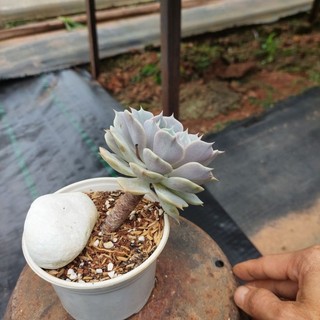 sen đá lôla hồng Đà Lạt