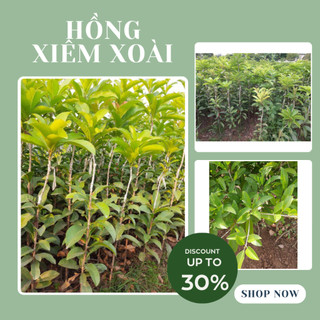 Cây hồng xiêm xoài cao từ 70cm trở lên (ảnh thật tại vườn )