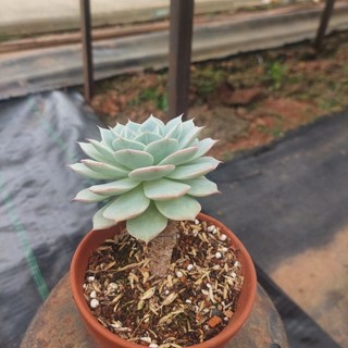 Sen đá cổ thụ lô la xanh Đà Lạt