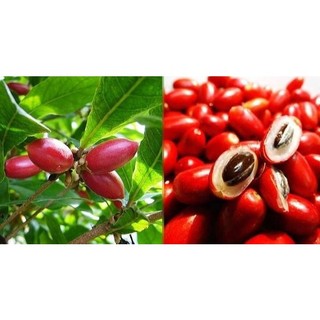 Cây thần kì ăn trái làm thay đổi vị giác, chống say- Trang trí sân vườn- Cây hoa kiểng Đồng Tháp