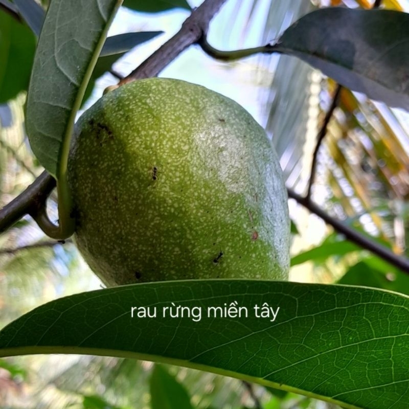 Cây bình bát 2 cây, mãng cầu rừng, na rừng, nê